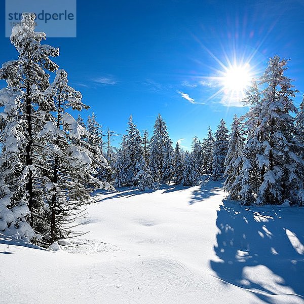 Verschneite  unberührte Winterlandschaft  schneebedeckte Fichten  strahlende Sonne  Nationalpark Harz  Niedersachsen  Deutschland  Europa