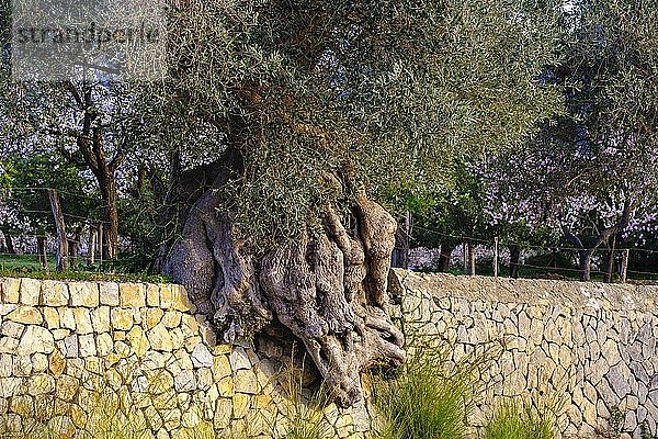 Alter knorriger Olivenbaum in Natursteinmauer  bei Selva  Mallorca  Balearen  Spanien  Europa