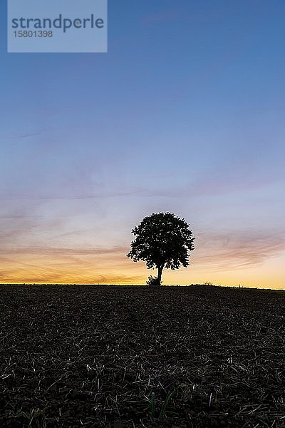 Linde (Tilia) auf einem Feld in der Morgendämmerung  Baden-Württemberg  Deutschland  Europa