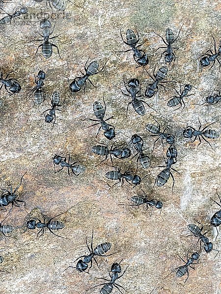 Ameisen (Formicidae)  Serres  Griechenland  Europa