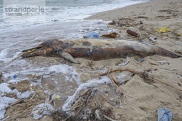 Ein toter Delfin  der an den Sandstrand gespült wurde  ist von Plastikmüll  Flaschen und anderem Plastikmüll umgeben  Meeresverschmutzung durch Plastik tötet Meerestiere  Schwarzes Meer  Odessa  Ukraine  Europa