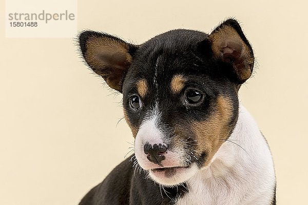 Basenji oder Kongo Terrier (Canis lupus familiaris)  Jungtier  6 Wochen  tricolor  Tierportrait  Studioaufnahme mit sandfarbenem Hintergrund  Österreich  Europa