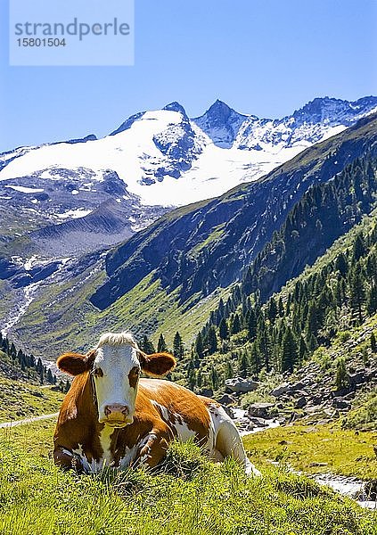 Kuh auf der Alm  Wildgerlostal  Krimml  Pinzgau  Bundesland Salzburg  Österreich  Europa