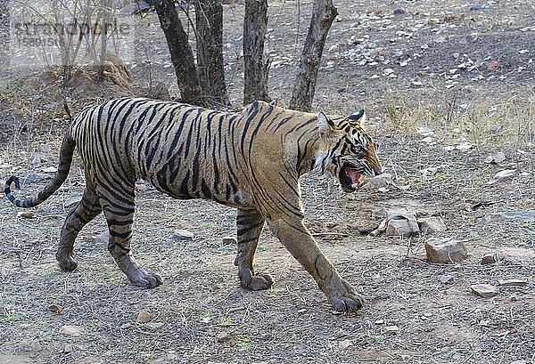 Bengalischer Tiger (Panthera tigris tigris)  Weibchen  Ranthambhore National Park  Rajasthan  Indien  Asien