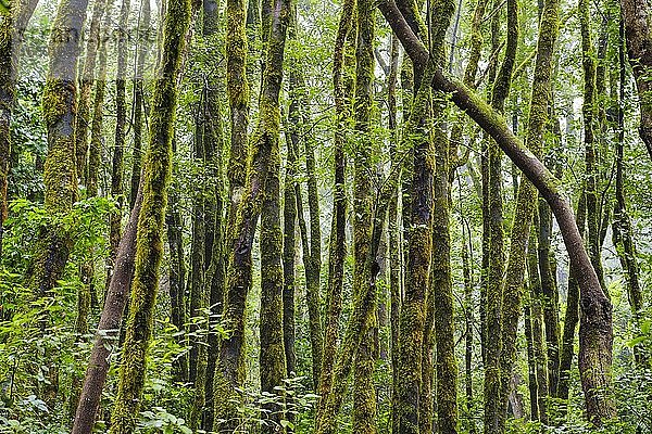 Moosbewachsene Bäume im Nebelwald bei El Cedro  Nationalpark Garajonay  La Gomera  Kanarische Inseln  Spanien  Europa