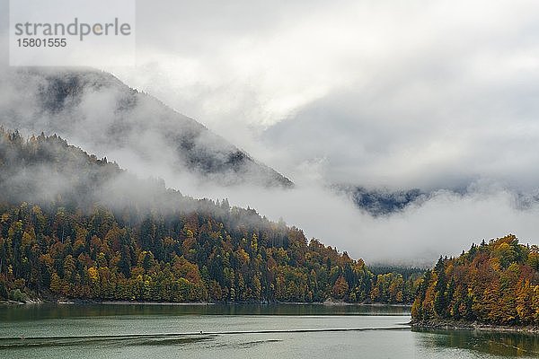 Sylvensteinspeicher mit Herbstwald im Nebel  Lenggries  Oberbayern  Deutschland  Europa