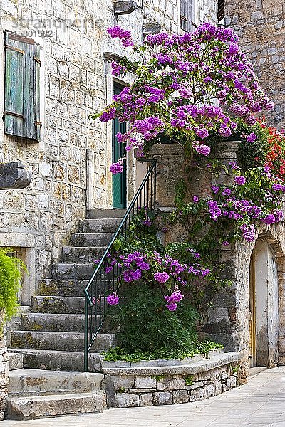 Blühender Strauch (Bougainvillea) in der Altstadt von Stari Grad  Insel Hvar  Dalmatien  kroatische Adriaküste  Kroatien  Europa