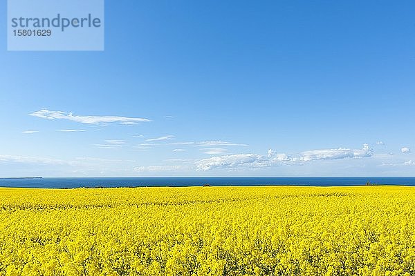 Blühendes Rapsfeld (Brassica napus)  Ostsee  blauer Himmel mit Wolken  Rügen  Mecklenburg-Vorpommern  Deutschland  Europa
