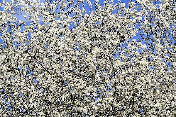 Schlehdorn (Prunus spinosa)  Strauch mit weißen Blüten  Nordrhein-Westfalen  Deutschland  Europa