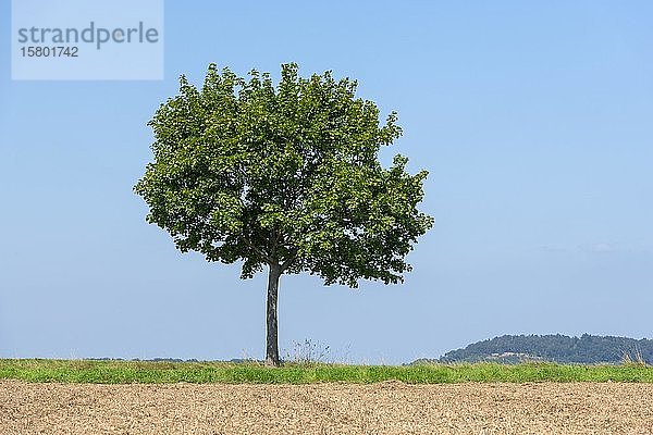 Spitzahorn (Acer platanoides) auf einem Feld  Baden-Württemberg  Deutschland  Europa