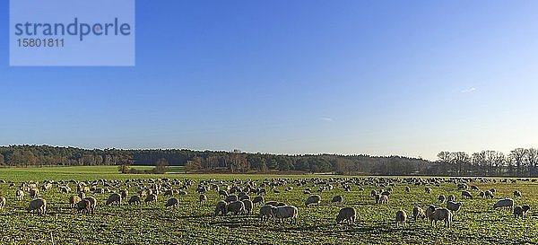 Schafherde (Ovis) beim Grasen im Morgenlicht  Lüneburg  Niedersachsen  Deutschland  Europa