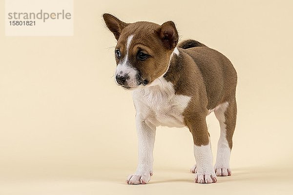 Basenji oder Kongo Terrier (Canis lupus familiaris)  Jungtier  6 Wochen  rot/weiß  stehend  von vorne  Studioaufnahme mit sandfarbenem Hintergrund  Österreich  Europa