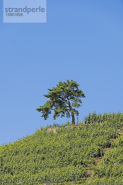 Kiefer (Pinus sylvestris) im Weinberg  Baden-Württemberg  Deutschland  Europa