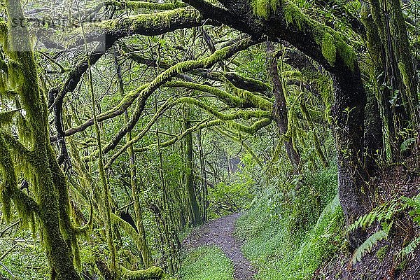 Waldweg mit moosbewachsenen Baumstämmen im Nebelwald  bei El Cedro  Nationalpark Garajonay  La Gomera  Kanarische Inseln  Spanien  Europa