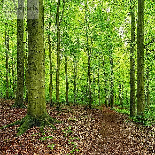 Wanderweg durch alten Buchenwald (Fagus) im Frühling  frisches Grün  Nationalpark Hainich  UNESCO Weltnaturerbe  Thüringen  Deutschland  Europa