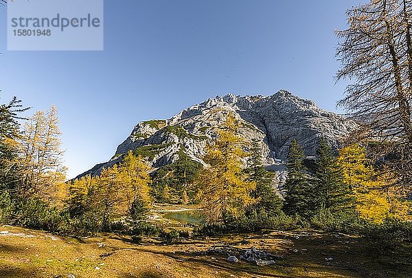 Herbstfärbung  gelbe Lärchen am Seebensee  Vorderer Tajakopf  Ehrwald  Ehrwald  Mieminger Kette  Tirol  Österreich  Europa