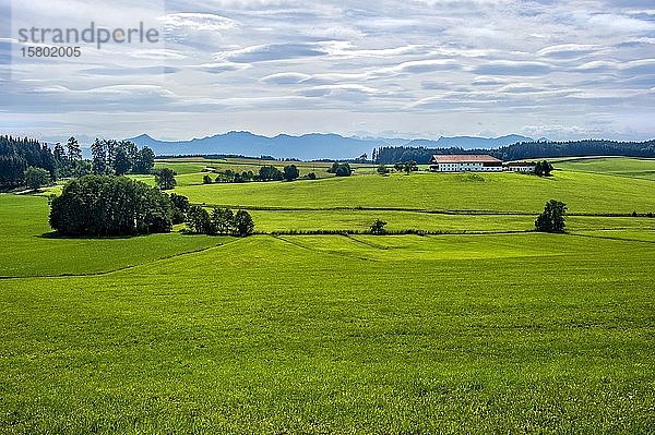 Bauernhof  Gehöft inmitten von grünen Wiesen vor den Chiemgauer Alpen  Amerang  Chiemgau  Oberbayern  Bayern  Deutschland  Europa