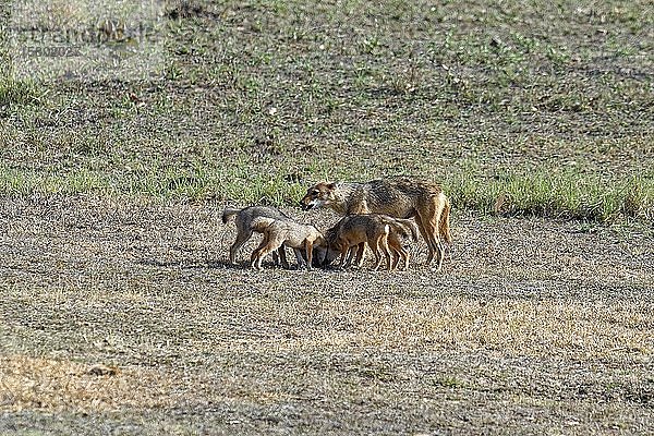 Indischer Schakal (Canis aureus)  Weibchen beim Fressen und Spielen mit ihren Jungen  Kanha Tiger Reserve oder Kanha-Kisli National Park  Indien  Asien
