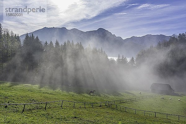 Nebel auf der Hochsteinalm  Traunkirchen  Oberösterreich  Österreich  Europa