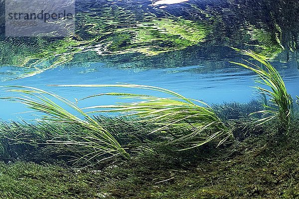 Unterwasserlandschaft  Schilf im Flussbett in der Strömung schwankend  grün  Rainbow River  Rainbow Springs State Park  Dunnelon  Florida  USA  Nordamerika