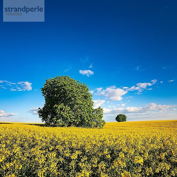 Rosskastanien (Aesculus) in blühendem Rapsfeld unter blauem Himmel mit Wolken im Frühling  Burgenlandkreis  Sachsen-Anhalt  Deutschland  Europa