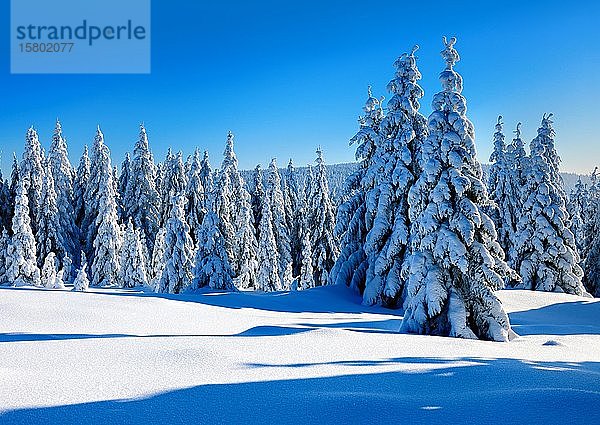 Verschneite  unberührte Winterlandschaft  schneebedeckte Tannen  Nationalpark Harz  Sachsen-Anhalt  Deutschland  Europa
