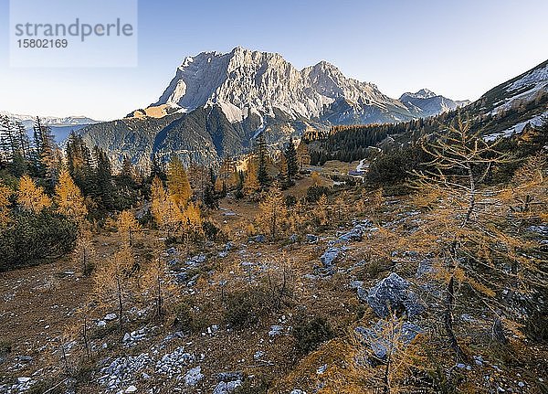 Blick auf die Zugspitze  Herbstfärbung mit gelben Lärchen  Ehrwald  Wettersteingebirge  Tirol  Österreich  Europa