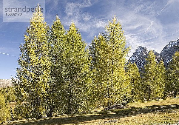 Herbst auf den Wiesen der Armentara  Dolomiten  Südtirol  Italien  Europa