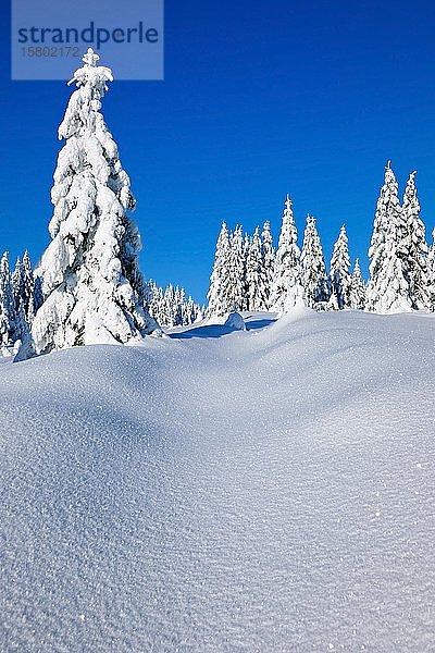 Verschneite  unberührte Winterlandschaft  schneebedeckte Tannen  glitzernde Schneekristalle  Nationalpark Harz  Sachsen-Anhalt  Deutschland  Europa