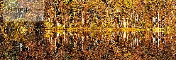 Panorama  Stiller See im Herbst  Bunter Wald spiegelt sich  Müritz-Nationalpark  Mecklenburg-Vorpommern  Deutschland  Europa