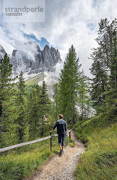 Junger Mann  Wanderer auf einem Wanderweg im Wald  in den hinteren Bergspitzen der Geislergruppe  Parco Naturale Puez Odle  Südtirol  Italien  Europa