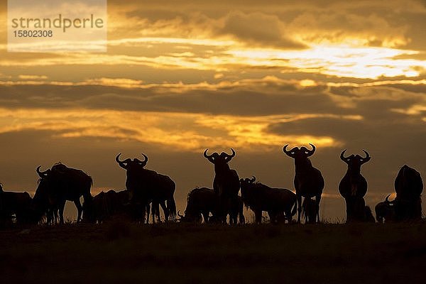 Herde von Gnus (Connochaetes)  Silhouette in der untergehenden Sonne  Masai Mara  Kenia  Afrika