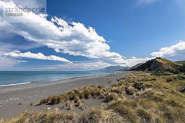 Sandstrand mit Gras in der Nähe von Kaikoura  Canterbury  Südinsel  Neuseeland  Ozeanien