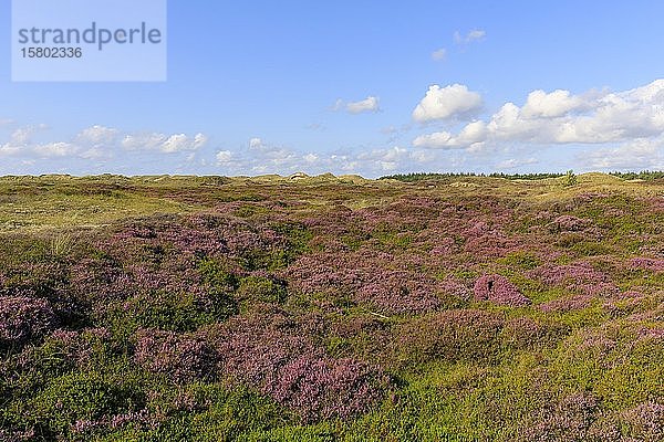 Blühende Heidelandschaft auf der Insel Amrum  Nordsee  Nordfriesische Insel  Schleswig-Holstein  Deutschland  Europa