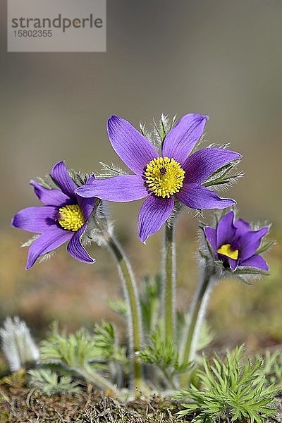 Wiesenschaumkraut (Pulsatilla vulgaris)  Blumen  Nordrhein-Westfalen  Deutschland  Europa