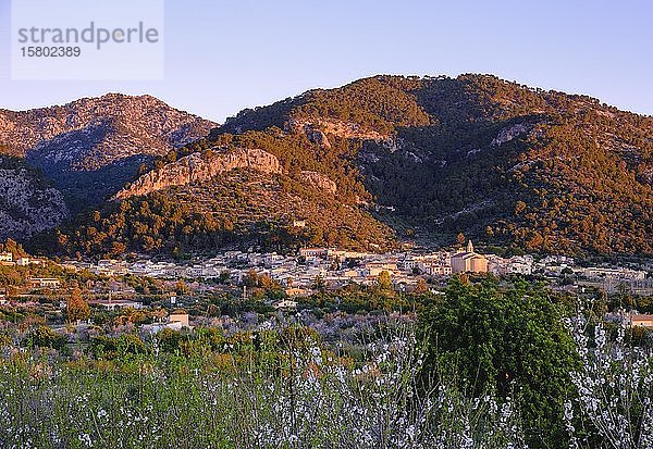 Rosa blühende Mandelbäume bei Caimari im Morgenlicht  Serra de Tramuntana  Mallorca  Balearen  Spanien  Europa