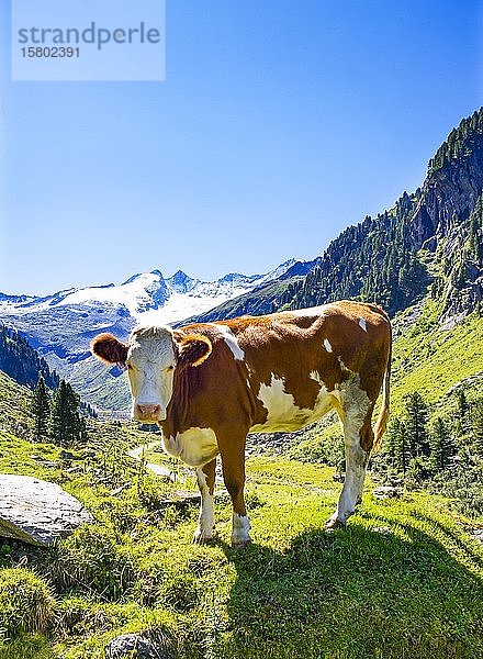 Kuh auf der Alm  Wildgerlostal  Krimml  Pinzgau  Bundesland Salzburg  Österreich  Europa