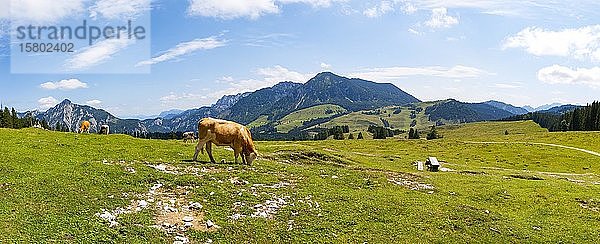 Almenlandschaft mit Rindern  Postalm  Strobl  Salzkammergut  Österreich  Europa