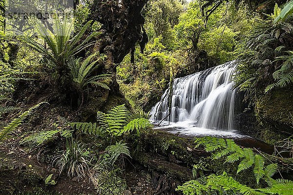 Unterer Waipohatu-Wasserfall  Catlins  Südinsel  Neuseeland  Ozeanien