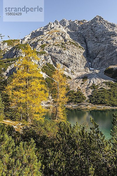 Gelbe Lärchen in Herbstfärbung am Seebensee  Vorderer Tajakopf  Ehrwald  Ehrwald  Mieminger Kette  Tirol  Österreich  Europa
