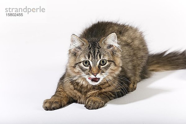 Maine Coon Katze (Felis silvestris catus)  Jungtier mit herausgestreckter Zunge  Deutschland  Europa