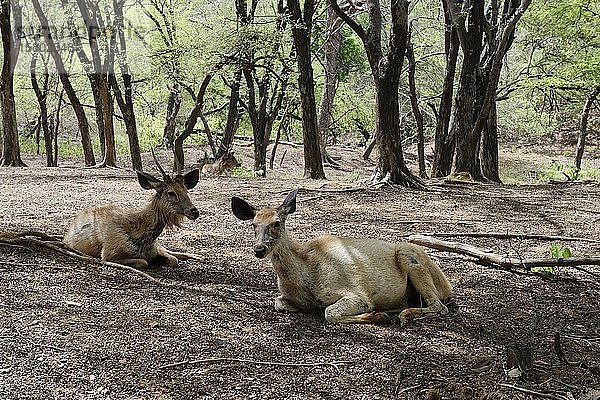 Sambarhirsch (Rusa unicolor)  auf dem Boden ruhendes Tierpaar  Ranthambhore National Park  Rajasthan  Indien  Asien
