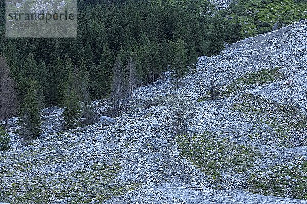 Großer Felssturz  NP Hohe Tauern  Obersulzbachtal  Salzburg  Österreich  Europa