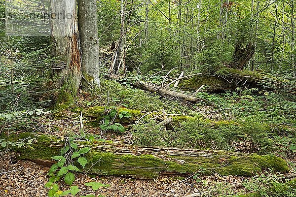 Abgestorbene Fichten (Picea abies)  Totholz und junge Bäume  Waldsanierung im Nationalpark Bayerischer Wald  Bayern  Deutschland  Europa