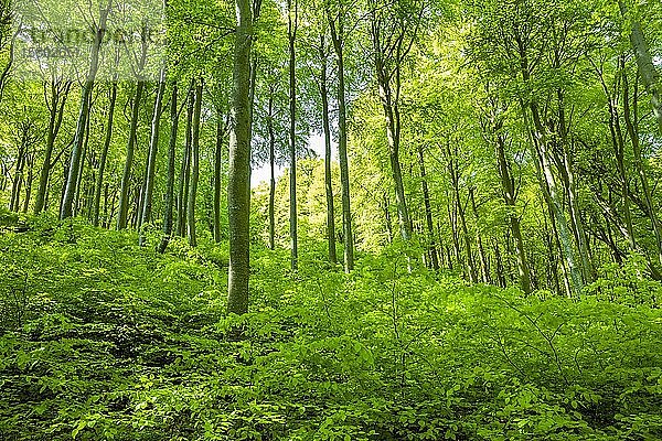 Rotbuchenwald (Fagus sylvatica)  Naturverjüngung  Nationalpark Jasmund  Rügen  Mecklenburg Vorpommern  Deutschland  Europa