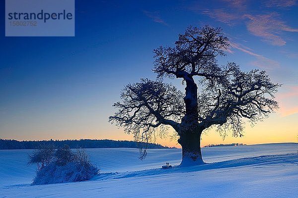 Winterlandschaft mit einsamer Eiche (Quercus) bei Sonnenuntergang  funkelnde Schneekristalle  östliches Harzvorland  bei Harzgerode  Sachsen-Anhalt  Deutschland  Europa