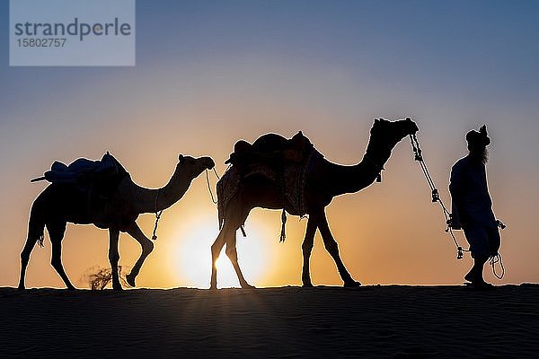 Silhouette eines Mannes  der mit seinen Kamelen spazieren geht  Wüste Thar  Rajasthan  Indien  Asien