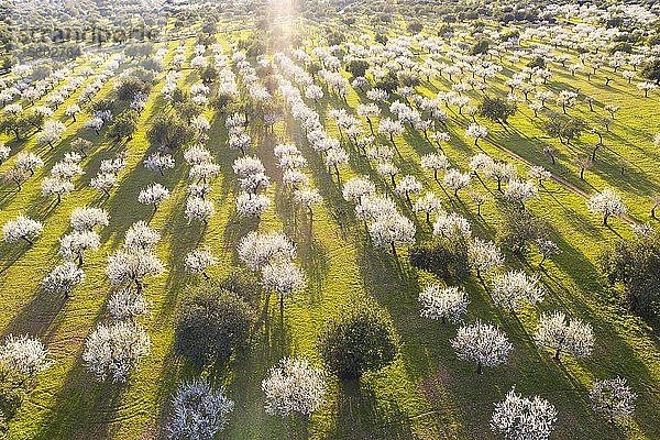 Mandelblüte  blühende Mandelbäume  Mandelplantage bei Bunyola  Luftaufnahme  Mallorca  Balearen  Spanien  Europa