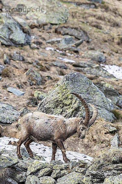 Alpensteinbock (Capra Ibex)  Nationalpark Hohe Tauern  Kärnten  Österreich  Europa