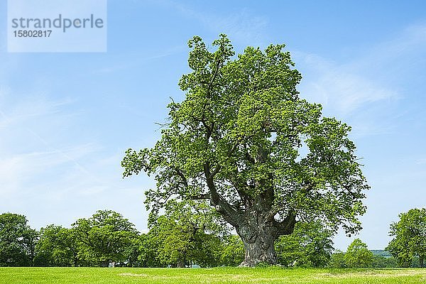 Stieleiche (Quercus robur)  alte Huteiche  stehend auf einer Wiese  Hessen  Deutschland  Europa
